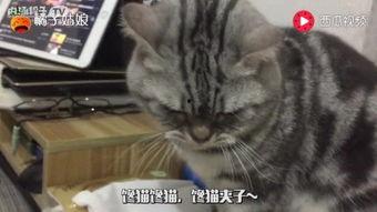 娱乐吃瓜猫嘎嘎,揭秘娱乐圈幕后趣闻